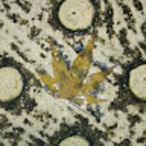 Meet your Posher, Rowen